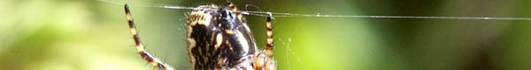 Spider Slide Aculepeira 01